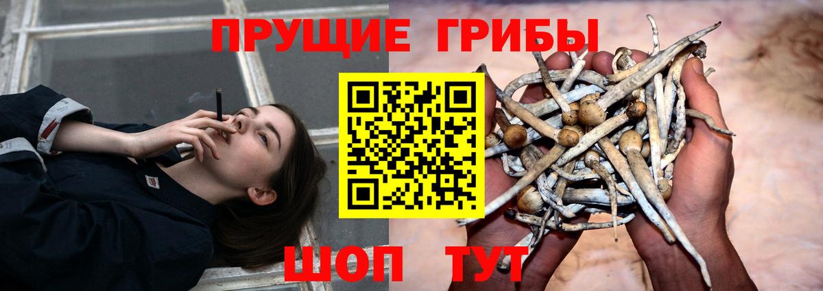 Псилоцибиновые грибы Psilocybine cubensis Жигулёвск